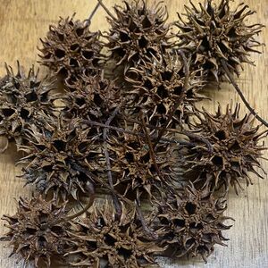 Decorative Brown Spiky Seed Pods